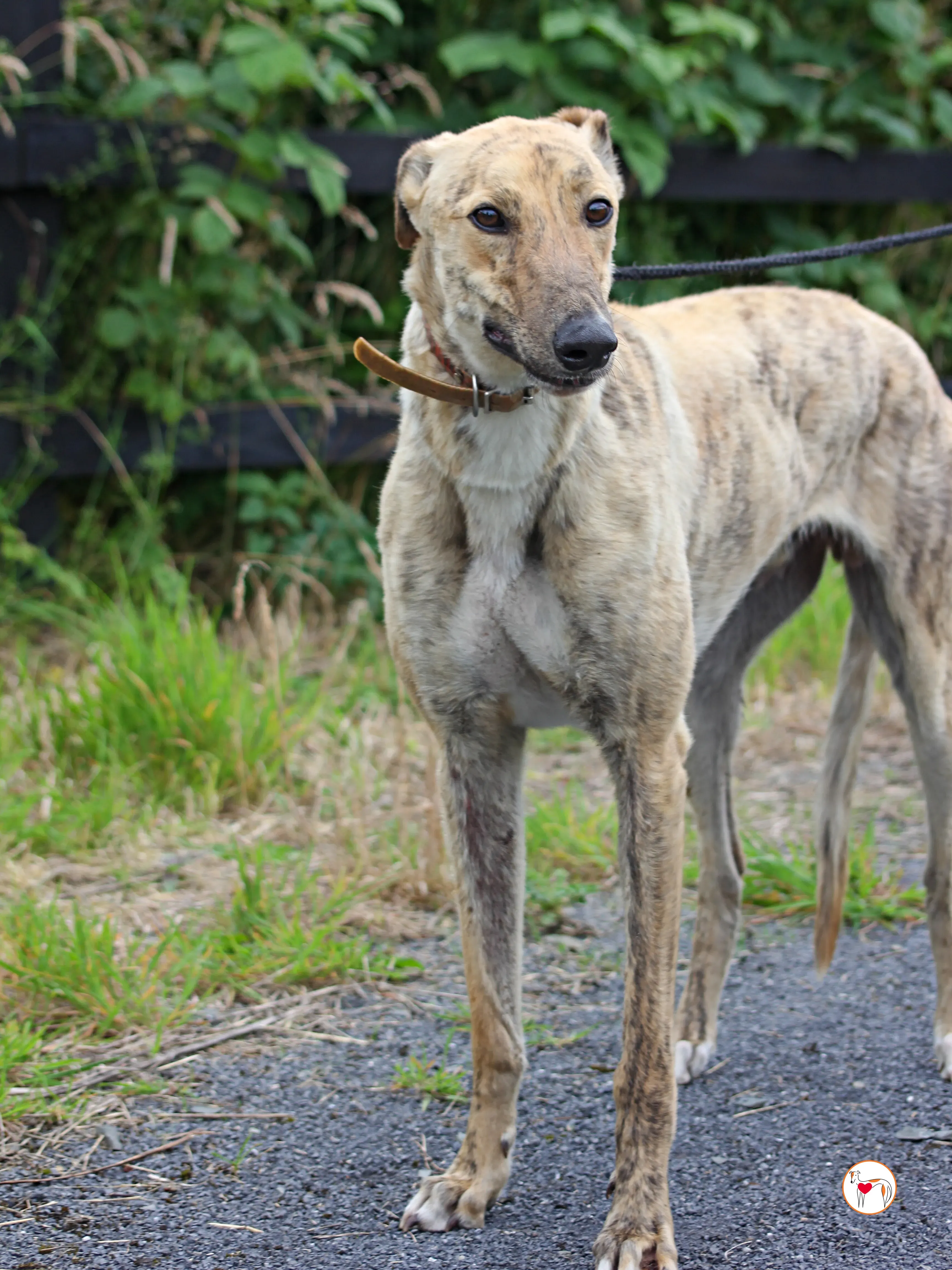 brando grey adozione 02