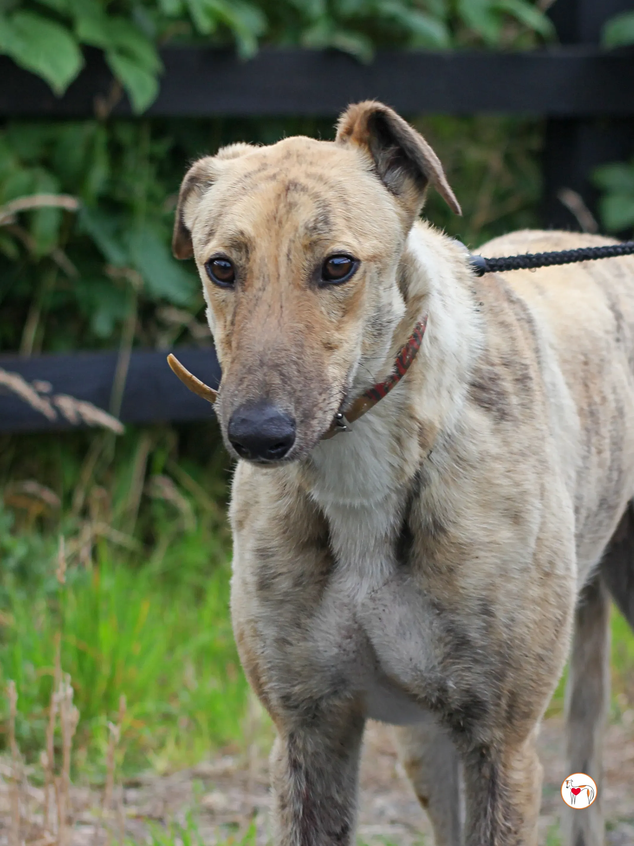 brando grey adozione 03