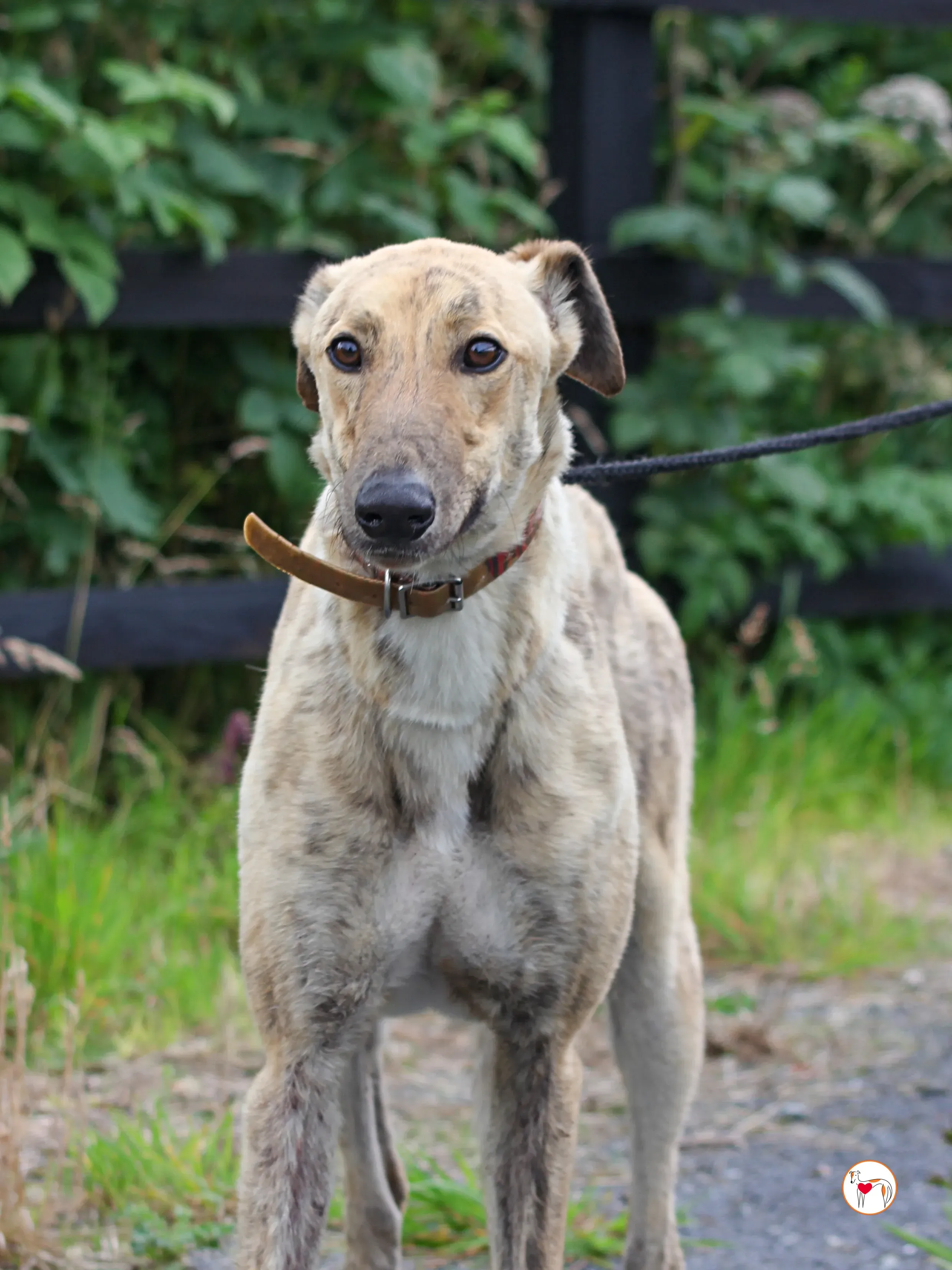 brando grey adozione 04