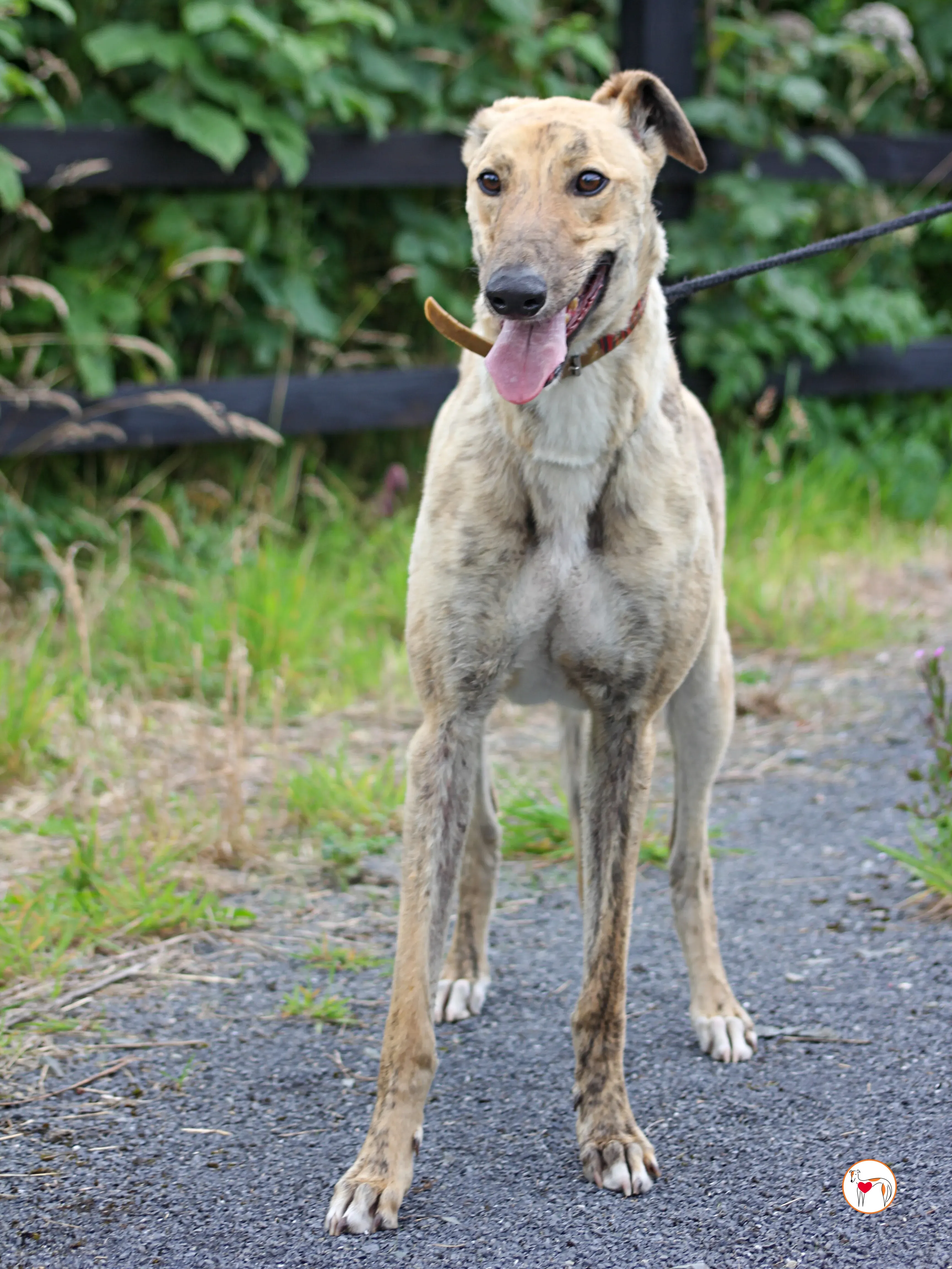 brando grey adozione 05