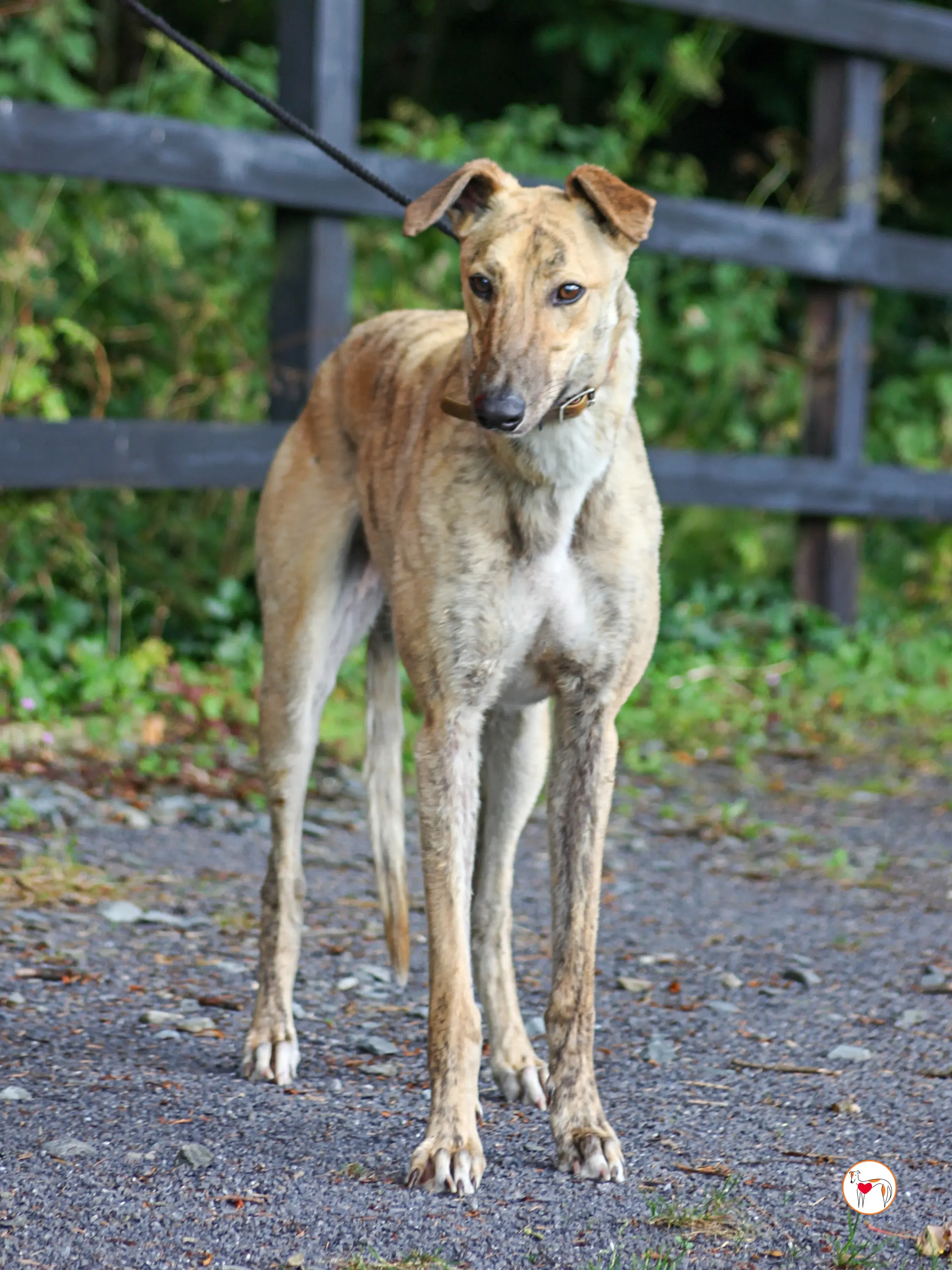 brando grey adozione 06