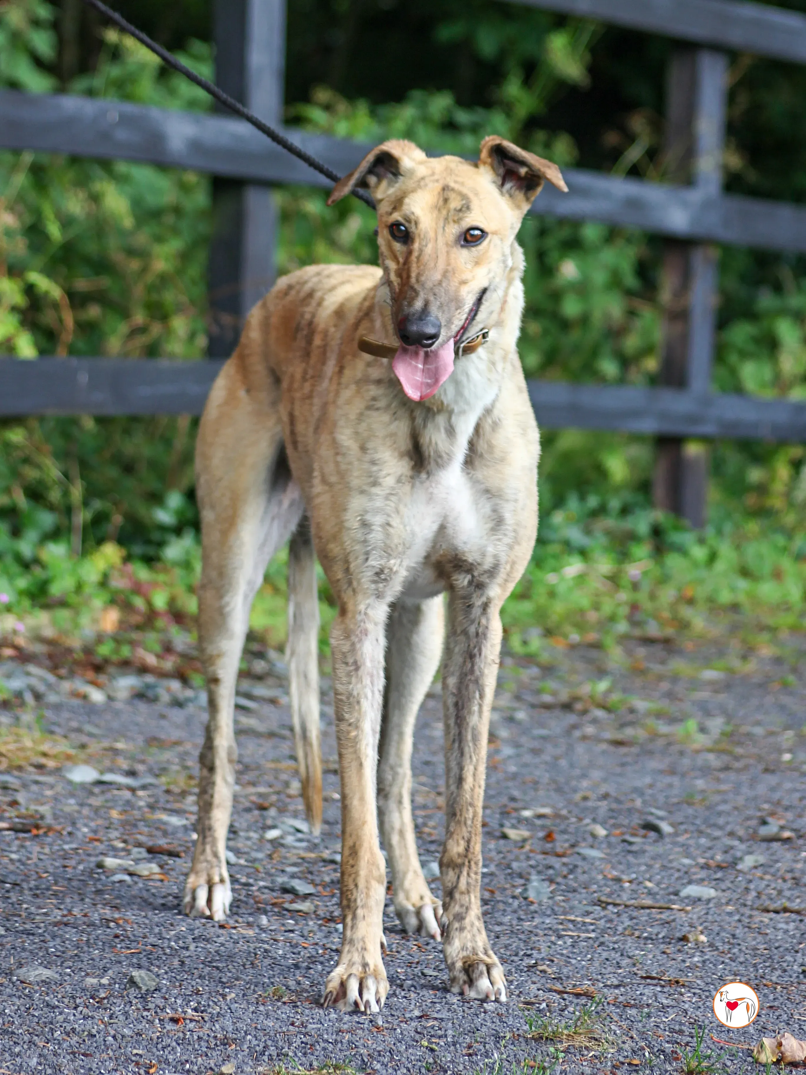 brando grey adozione 07