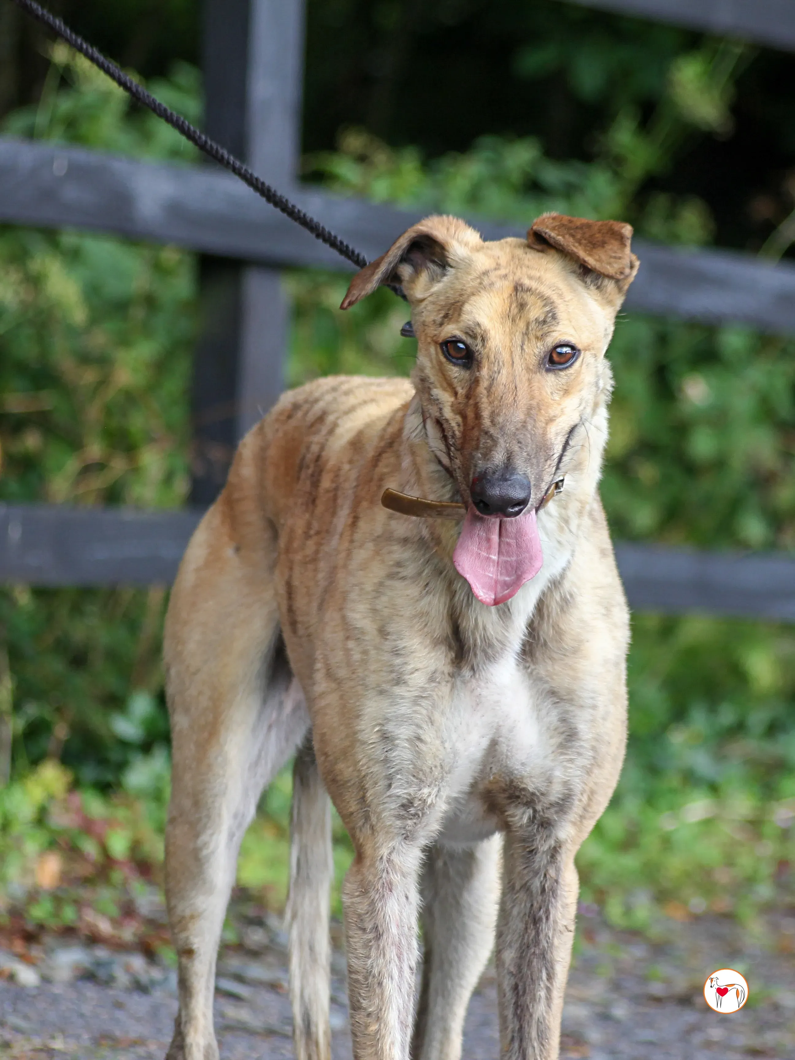 brando grey adozione 08