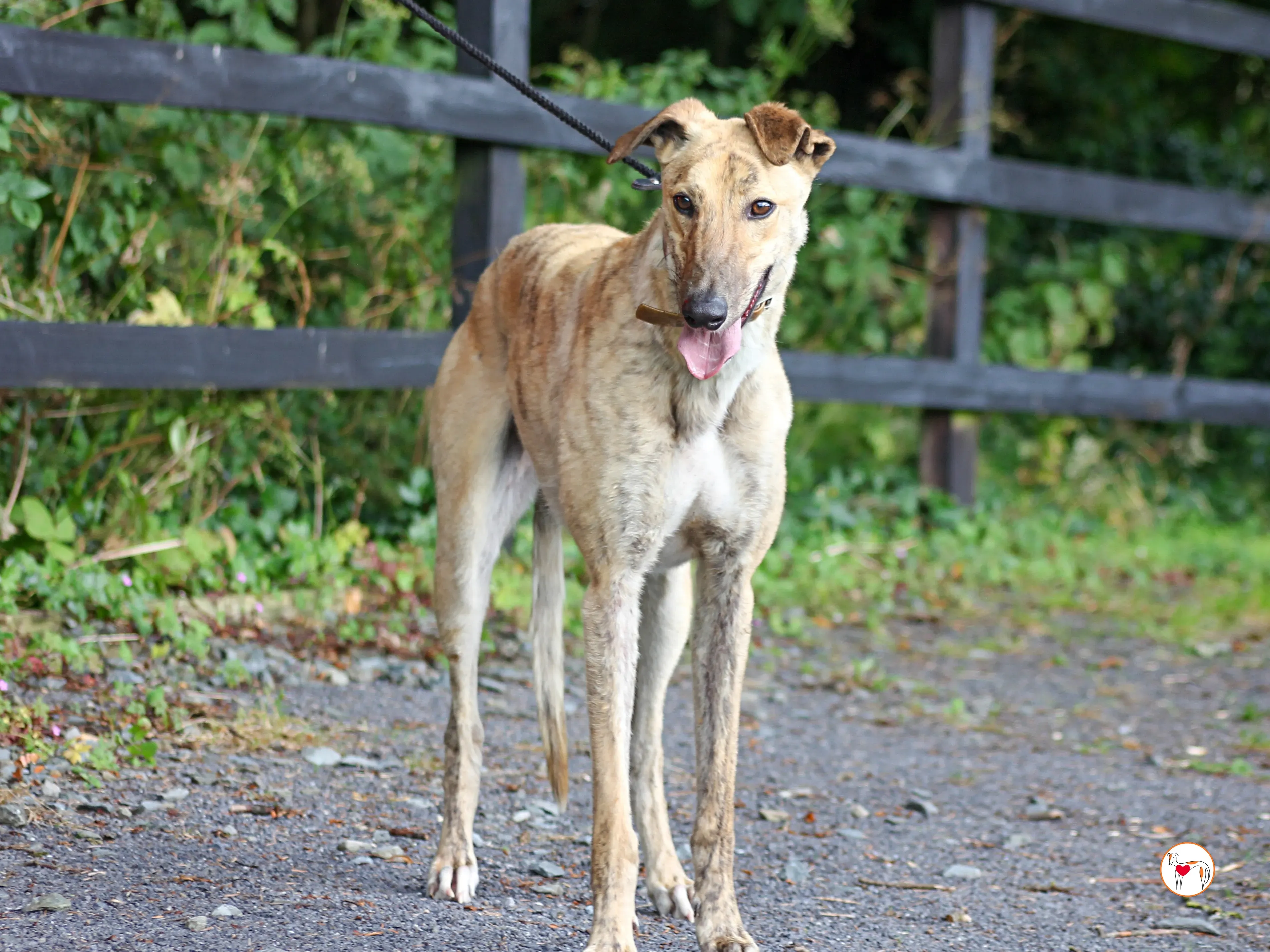 brando grey adozione 09