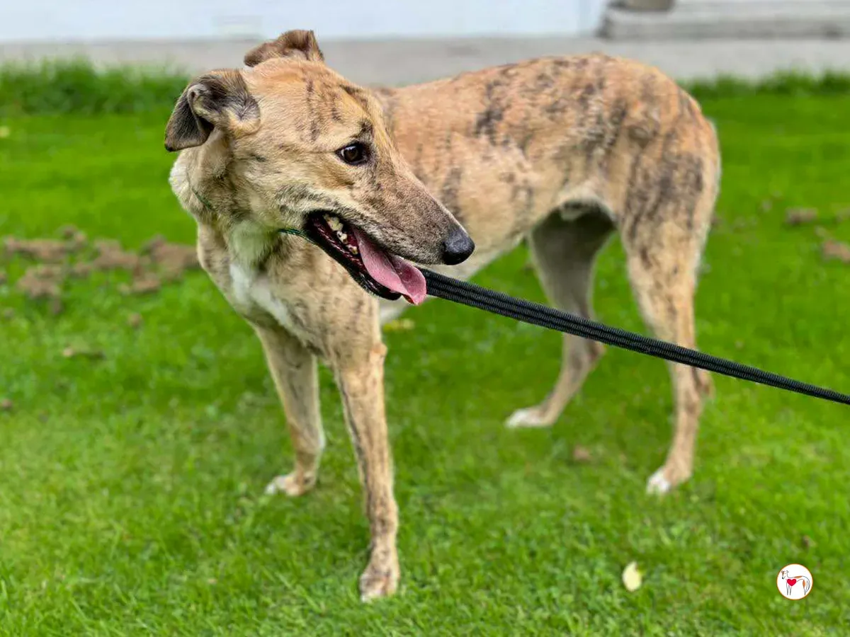 brando grey adozione 10