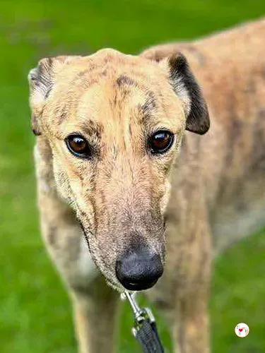 brando grey adozione 11