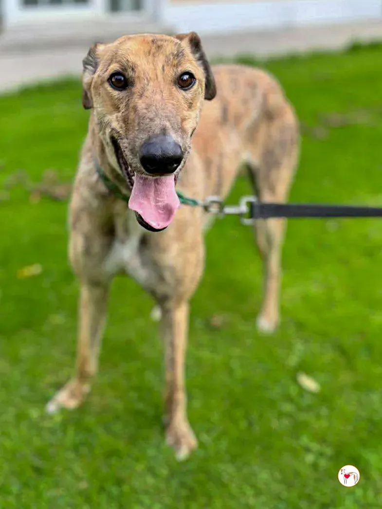 brando grey adozione 12