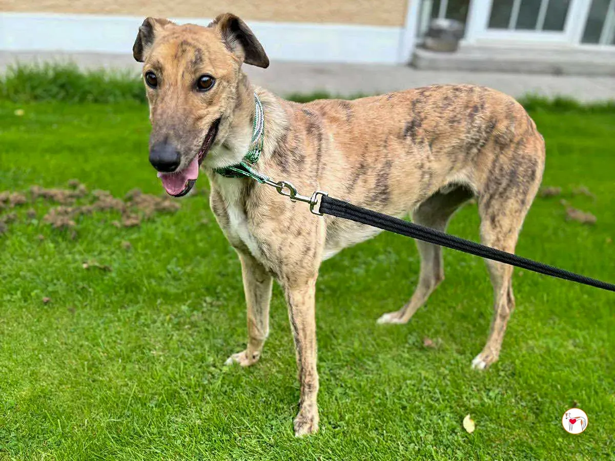 brando grey adozione 13