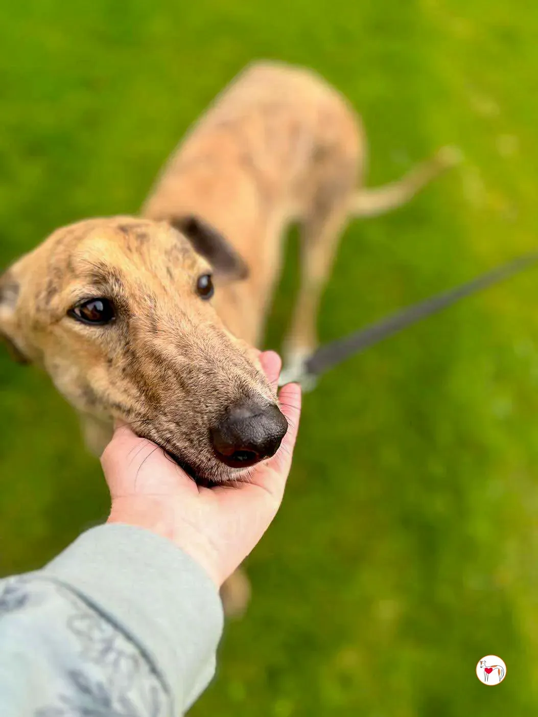 brando grey adozione 14 1