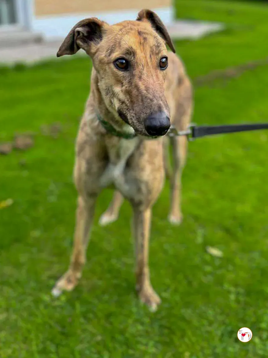 brando grey adozione 15