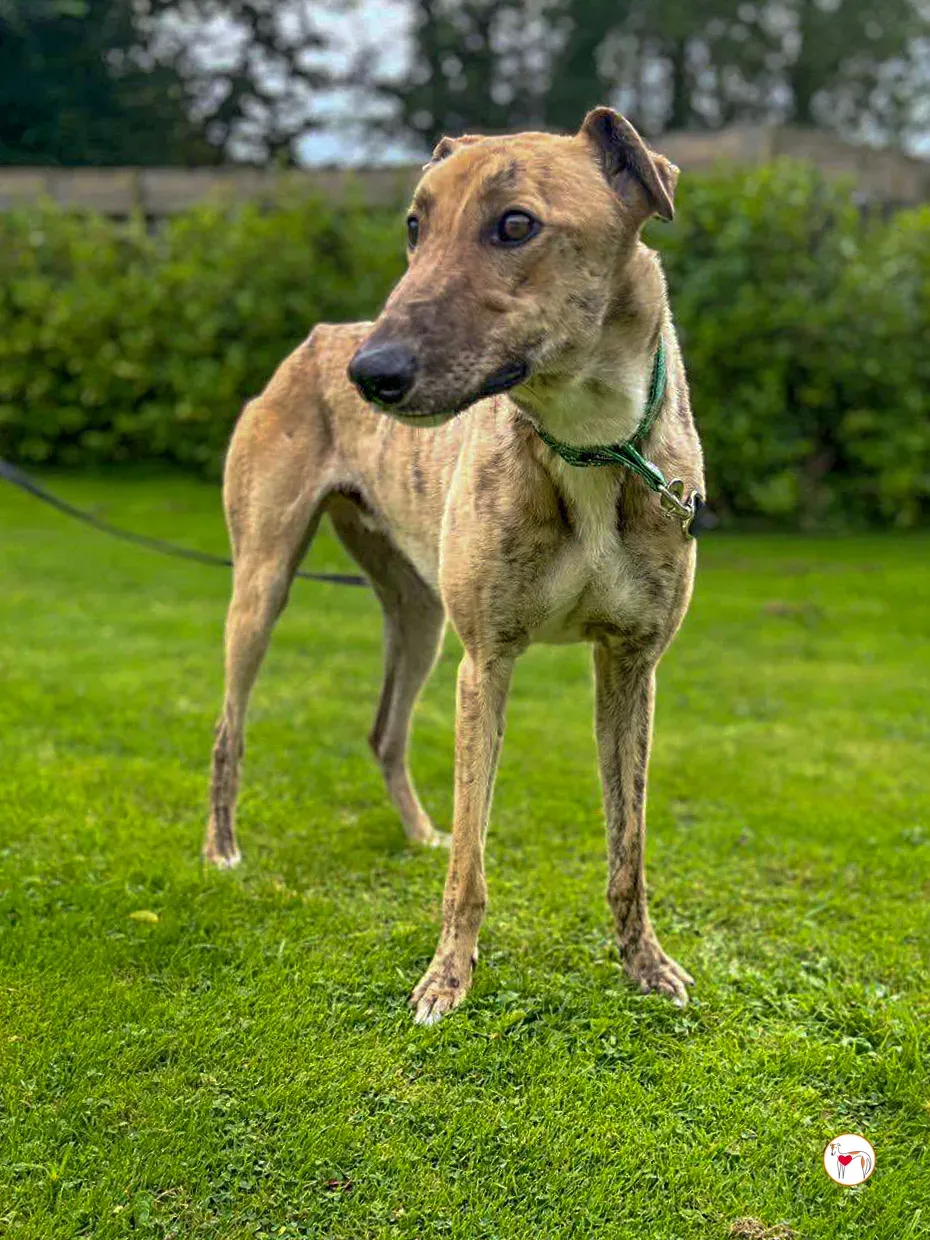 brando grey adozione 16