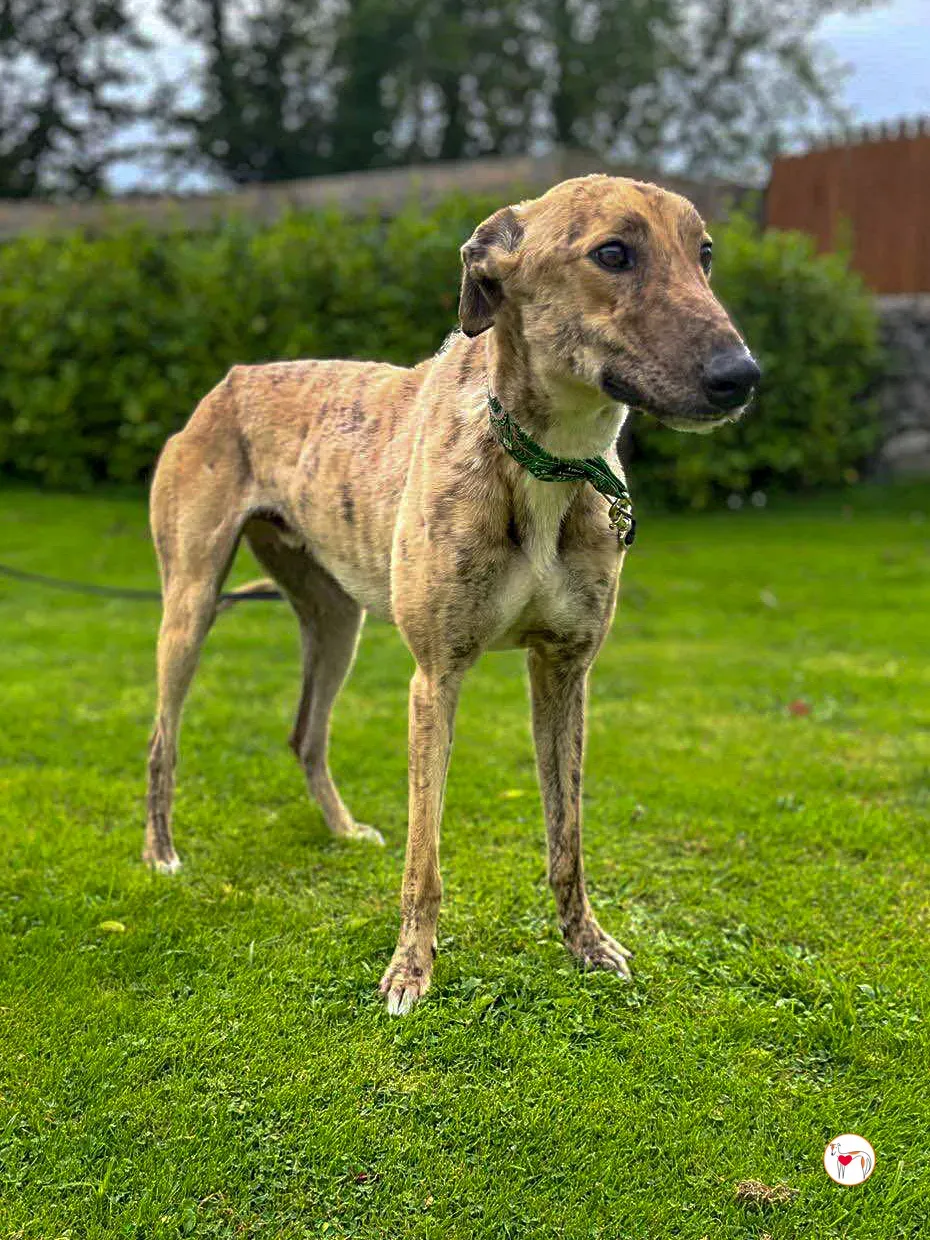 brando grey adozione 17