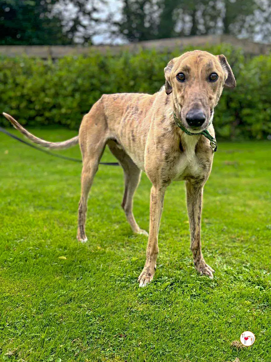 brando grey adozione 18