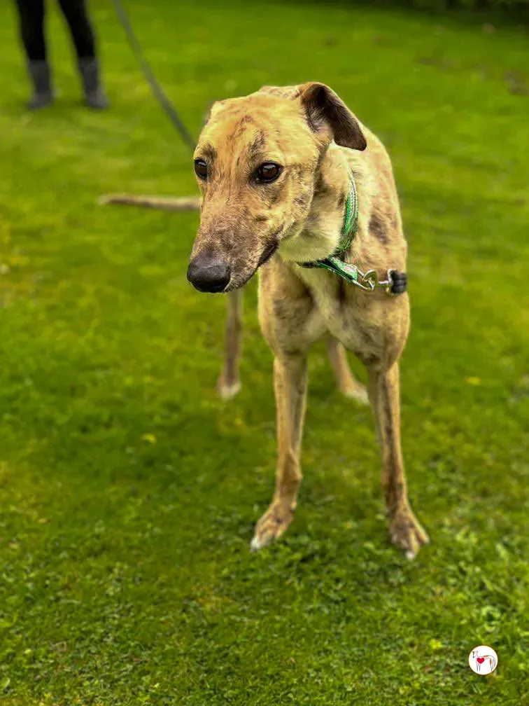 brando grey adozione 19