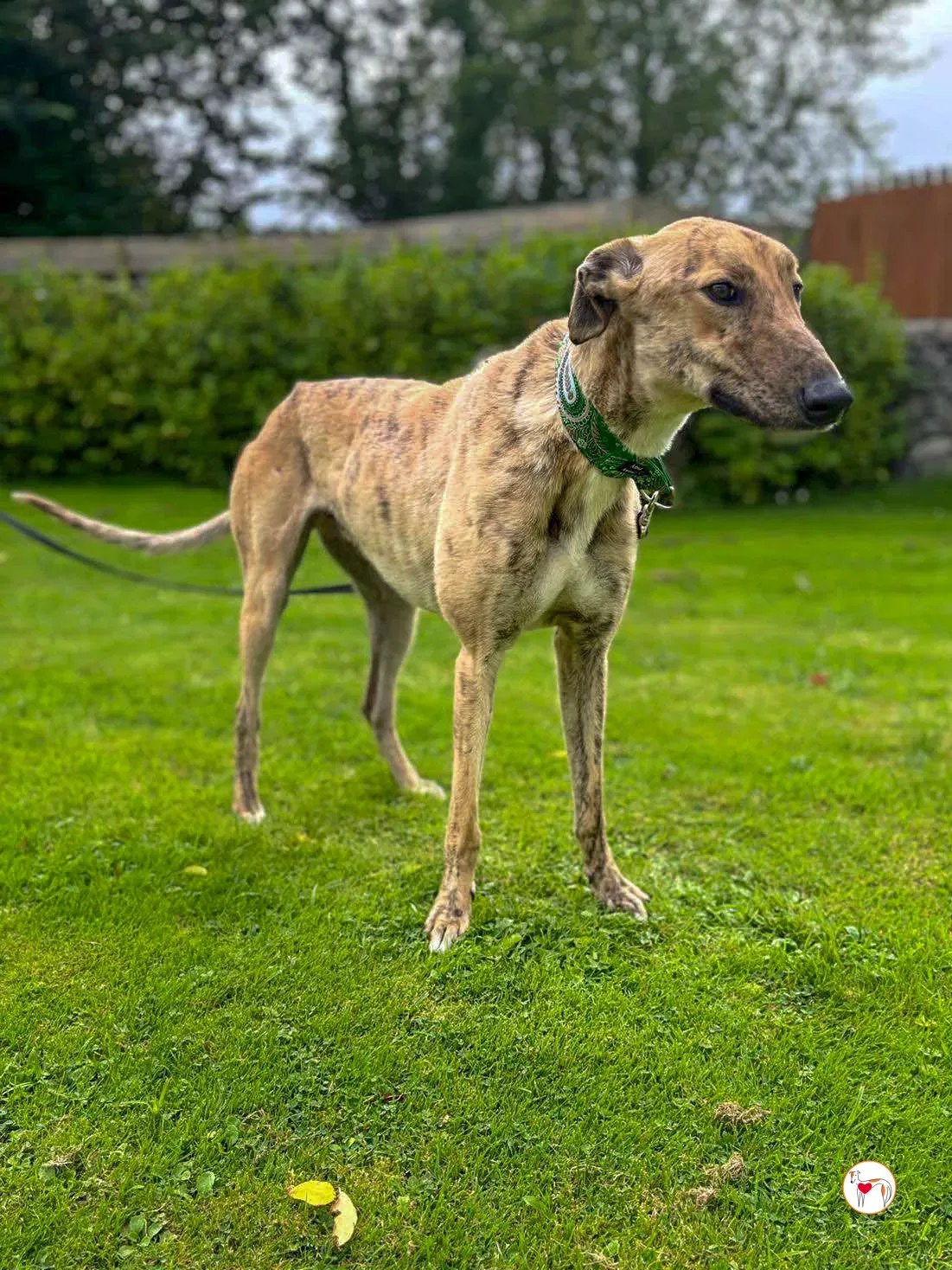 brando grey adozione 20