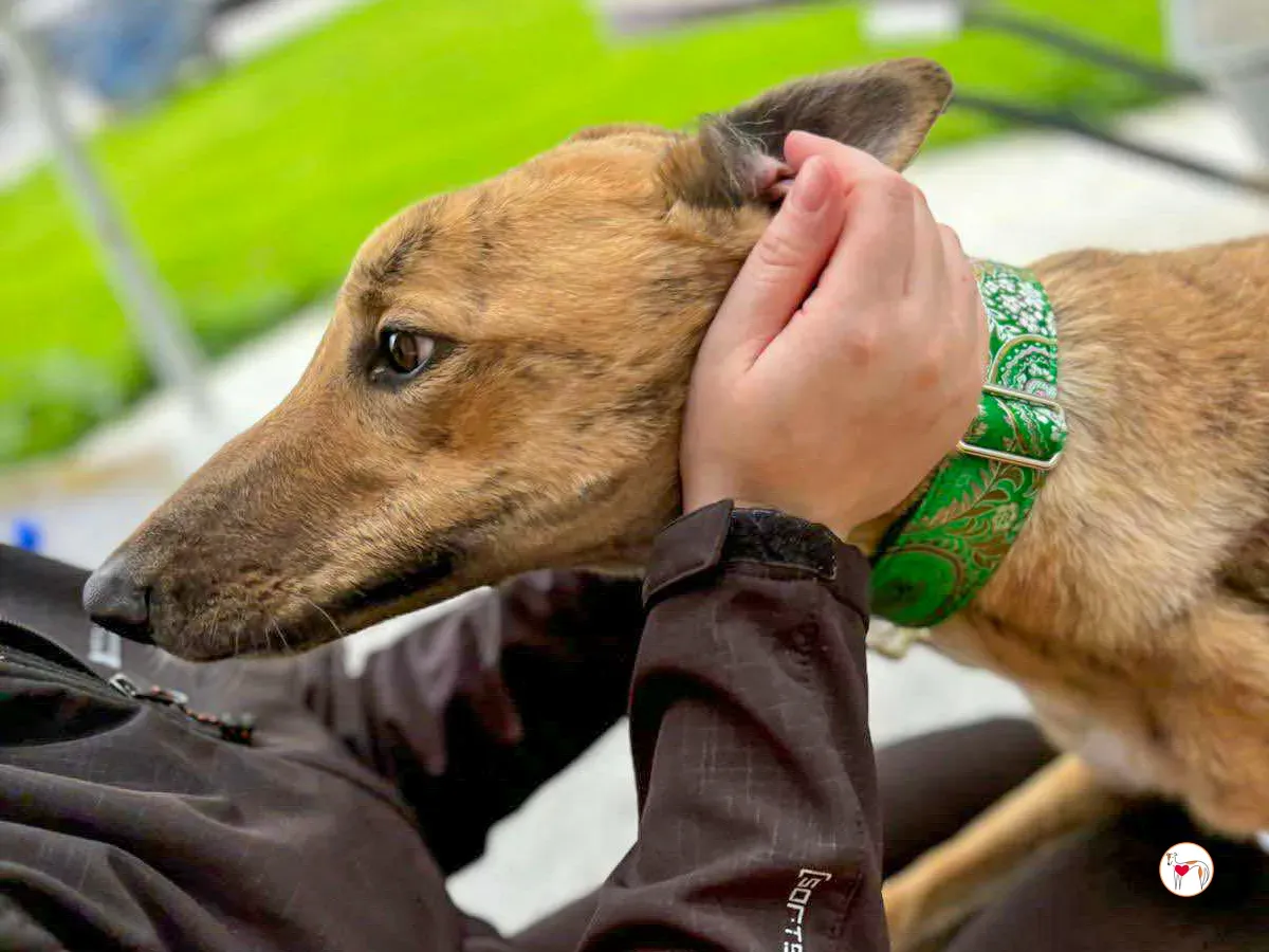 brando grey adozione 21