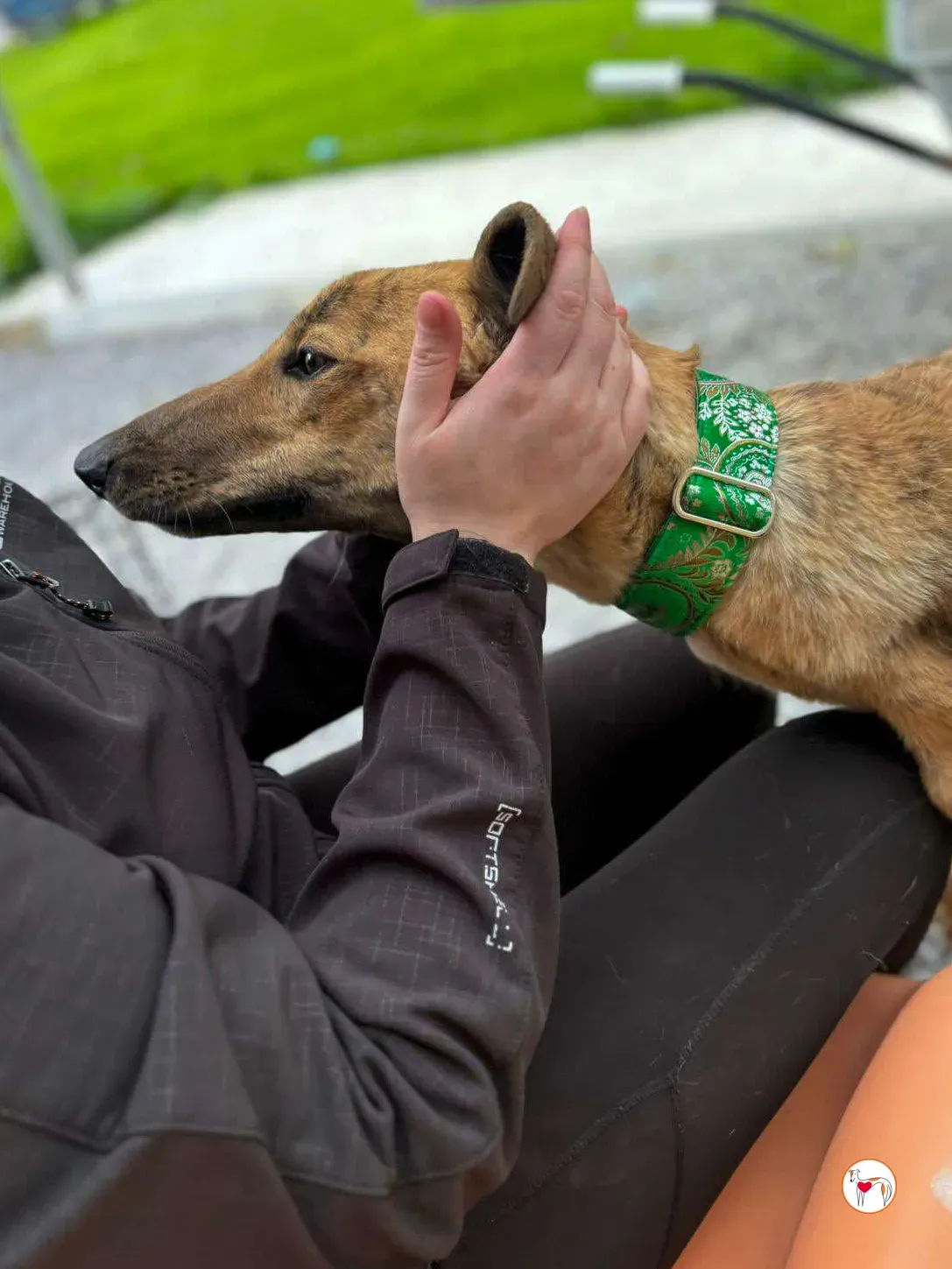 brando grey adozione 22