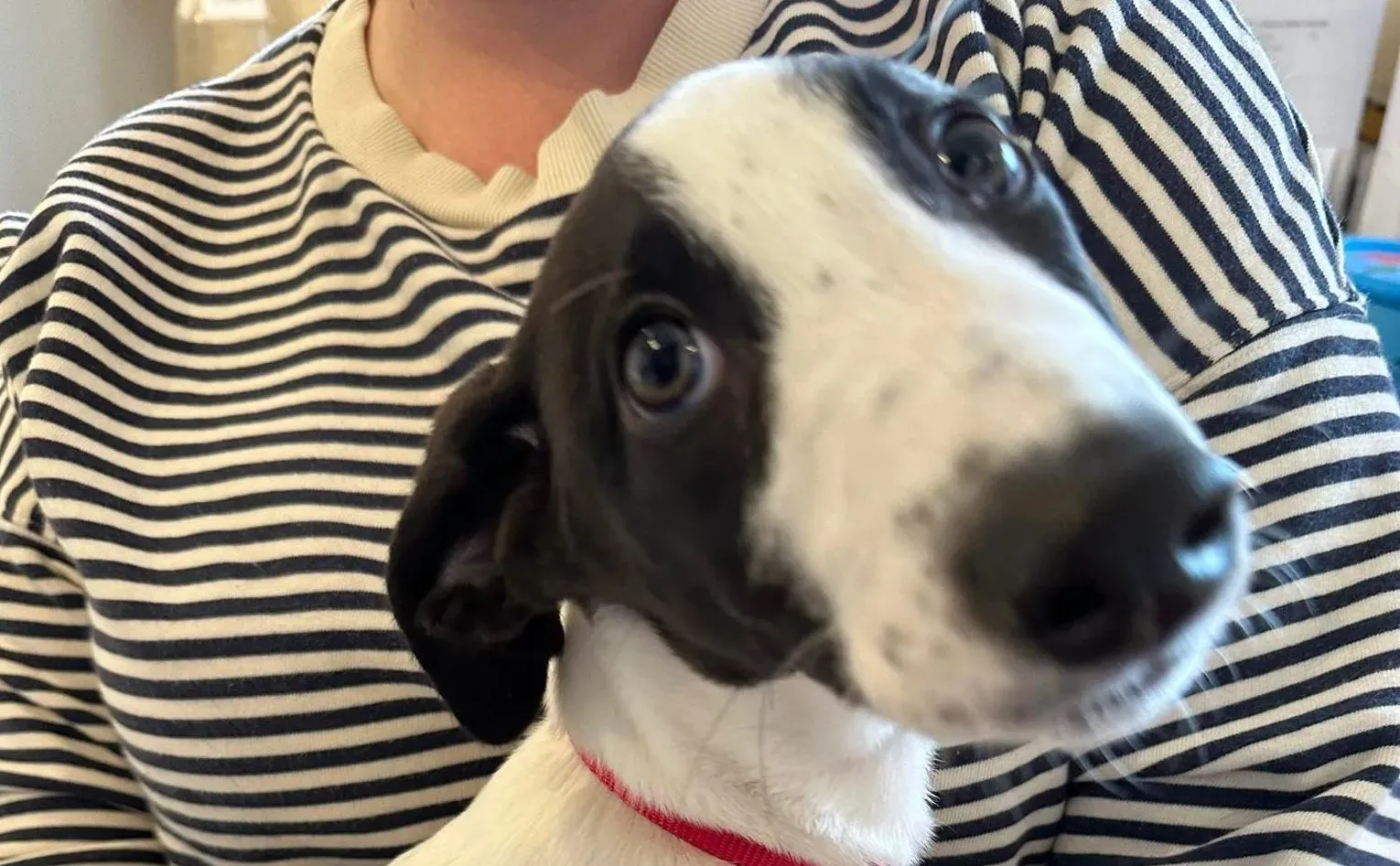 brandon adozioni levrieri greyhound 2 e1676736771599