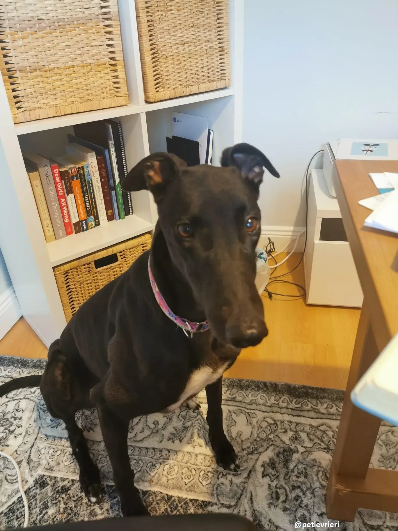 breeze adozione greyhound