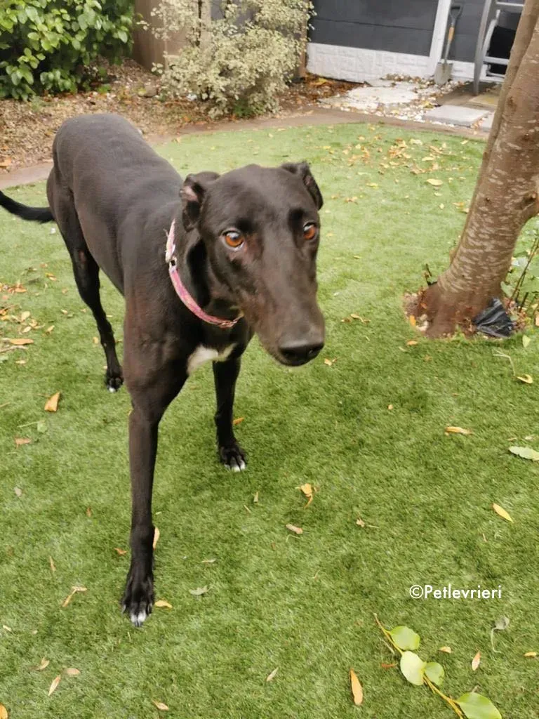 breeze adozione levrieri greyhound 10 1