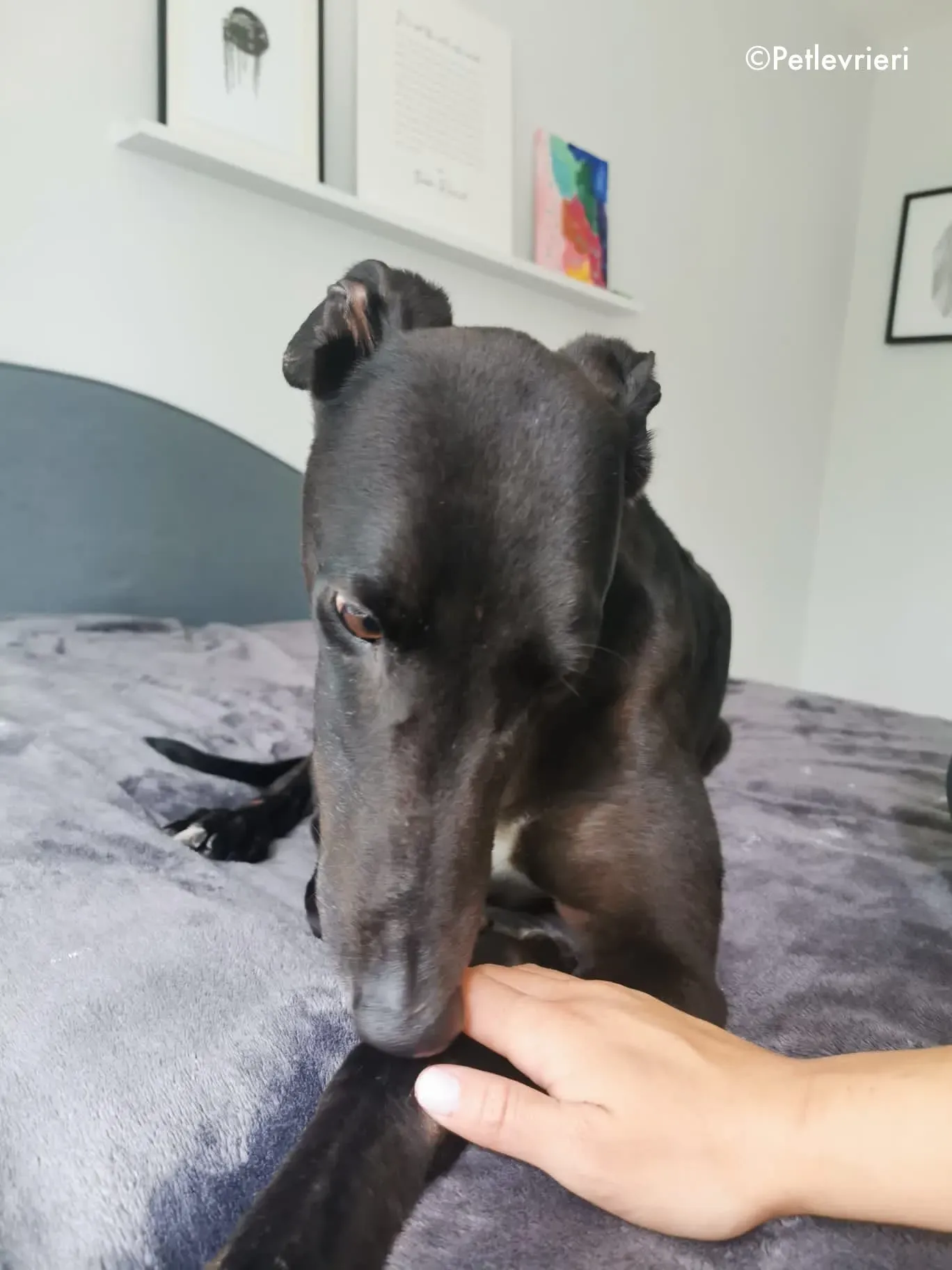 breeze adozione levrieri greyhound 10