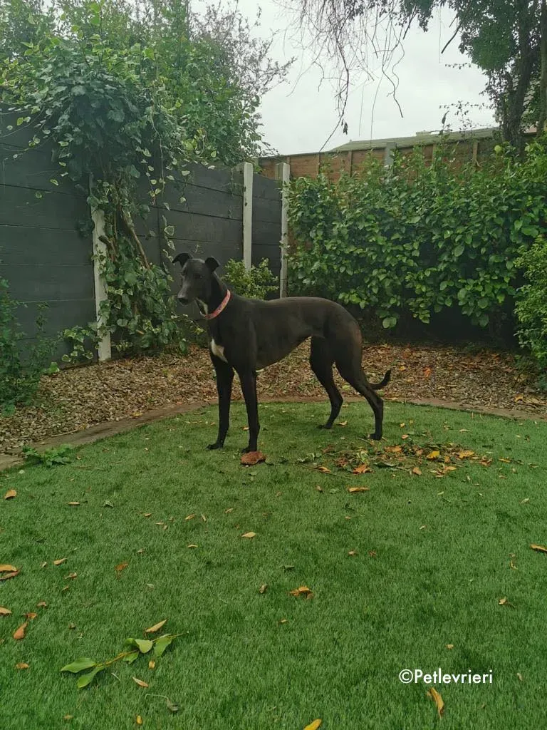 breeze adozione levrieri greyhound 11 1