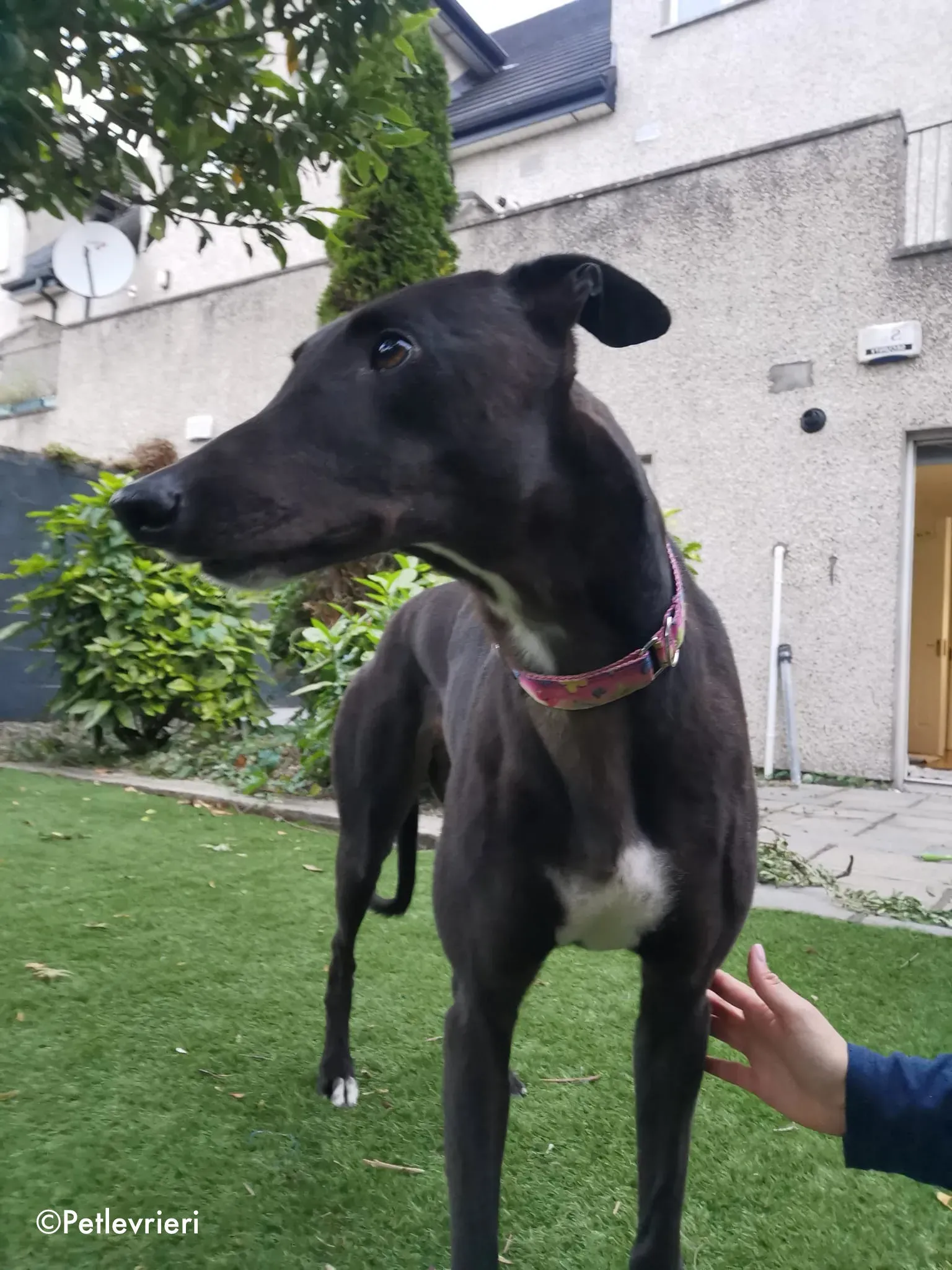 breeze adozione levrieri greyhound 11