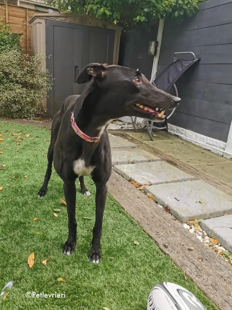 breeze adozione levrieri greyhound 12 1