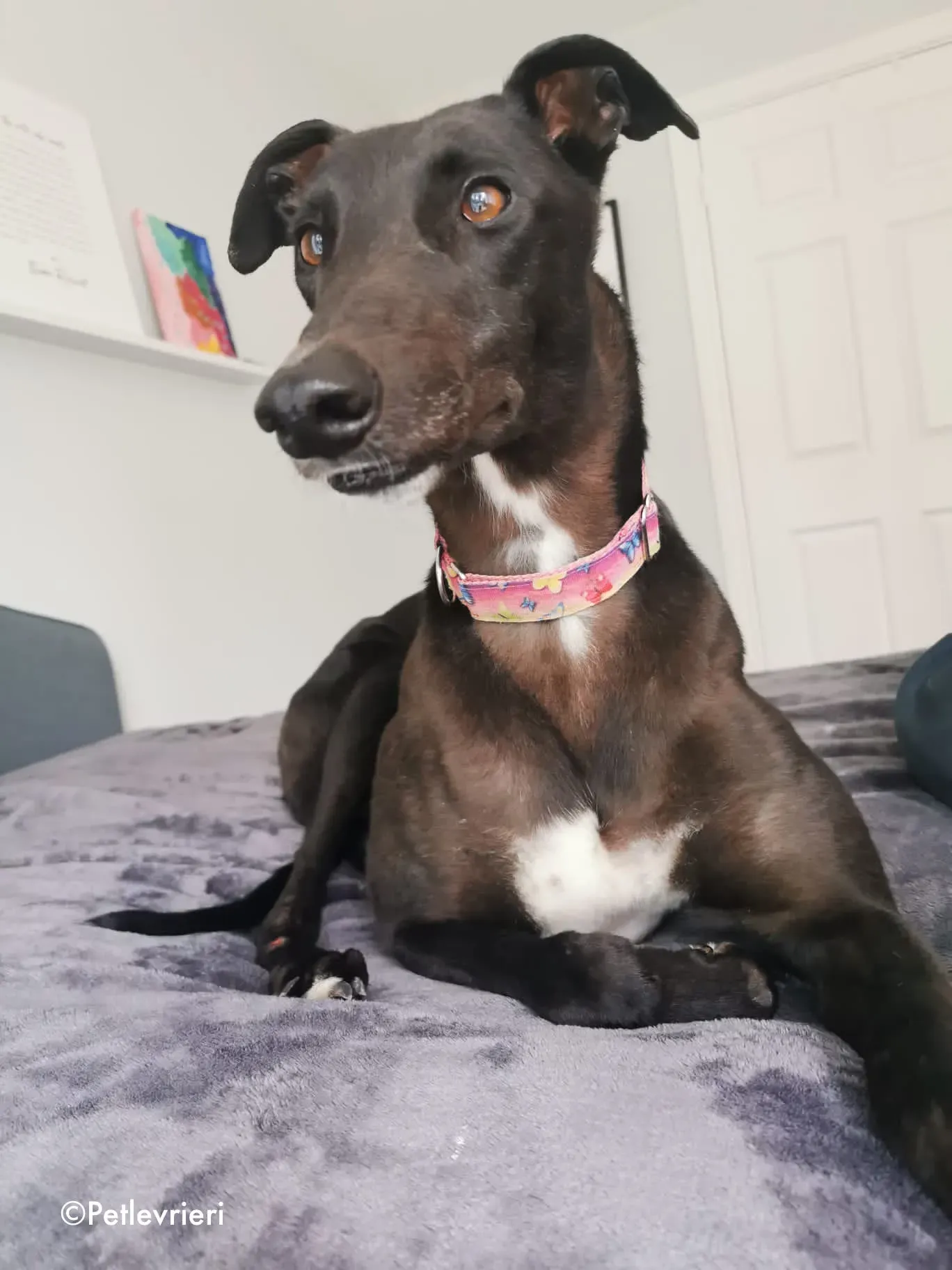 breeze adozione levrieri greyhound 12