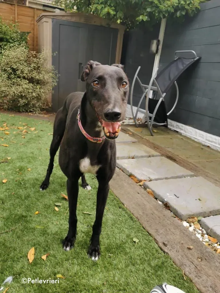 breeze adozione levrieri greyhound 13 1