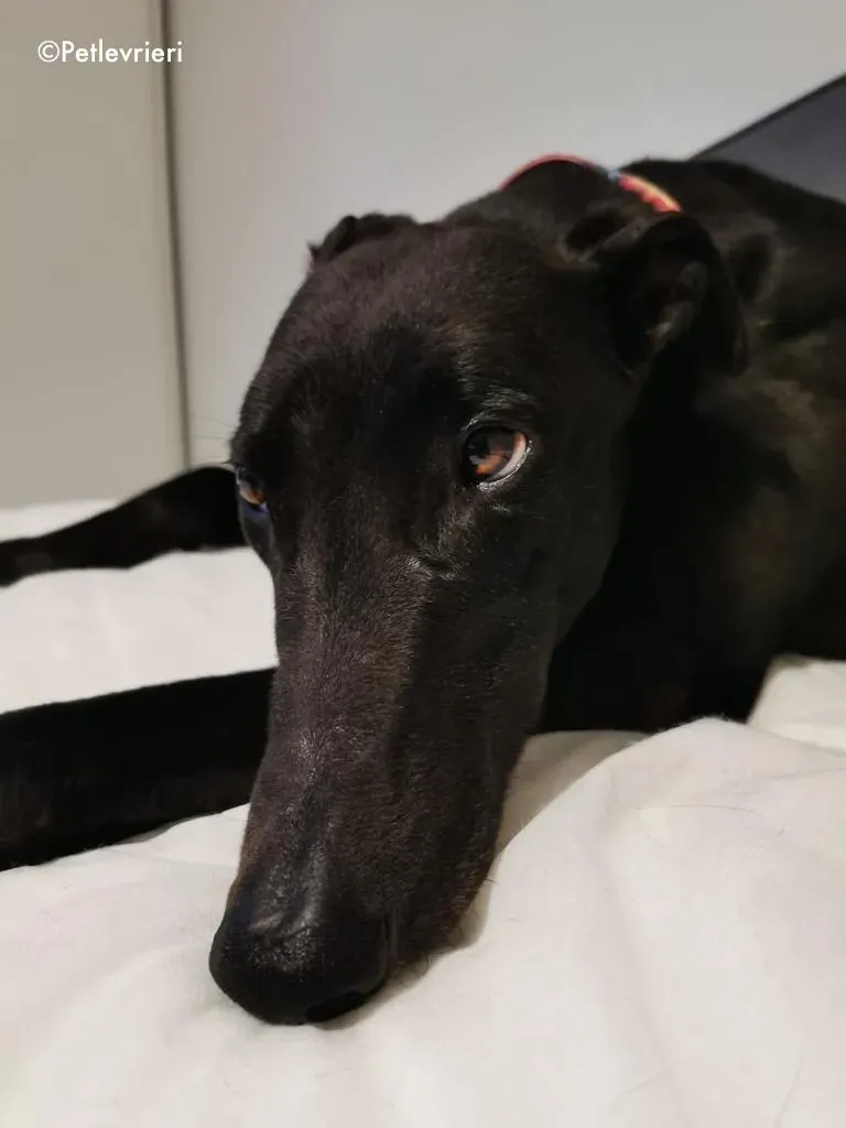 breeze adozione levrieri greyhound 13