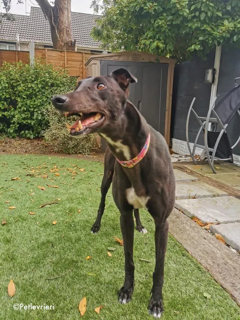 breeze adozione levrieri greyhound 14 1