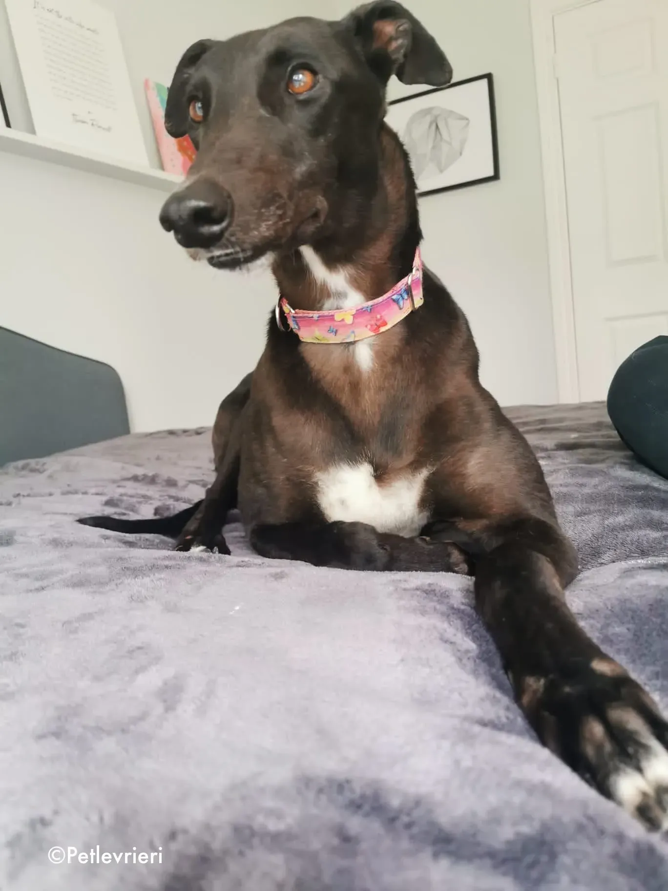 breeze adozione levrieri greyhound 14