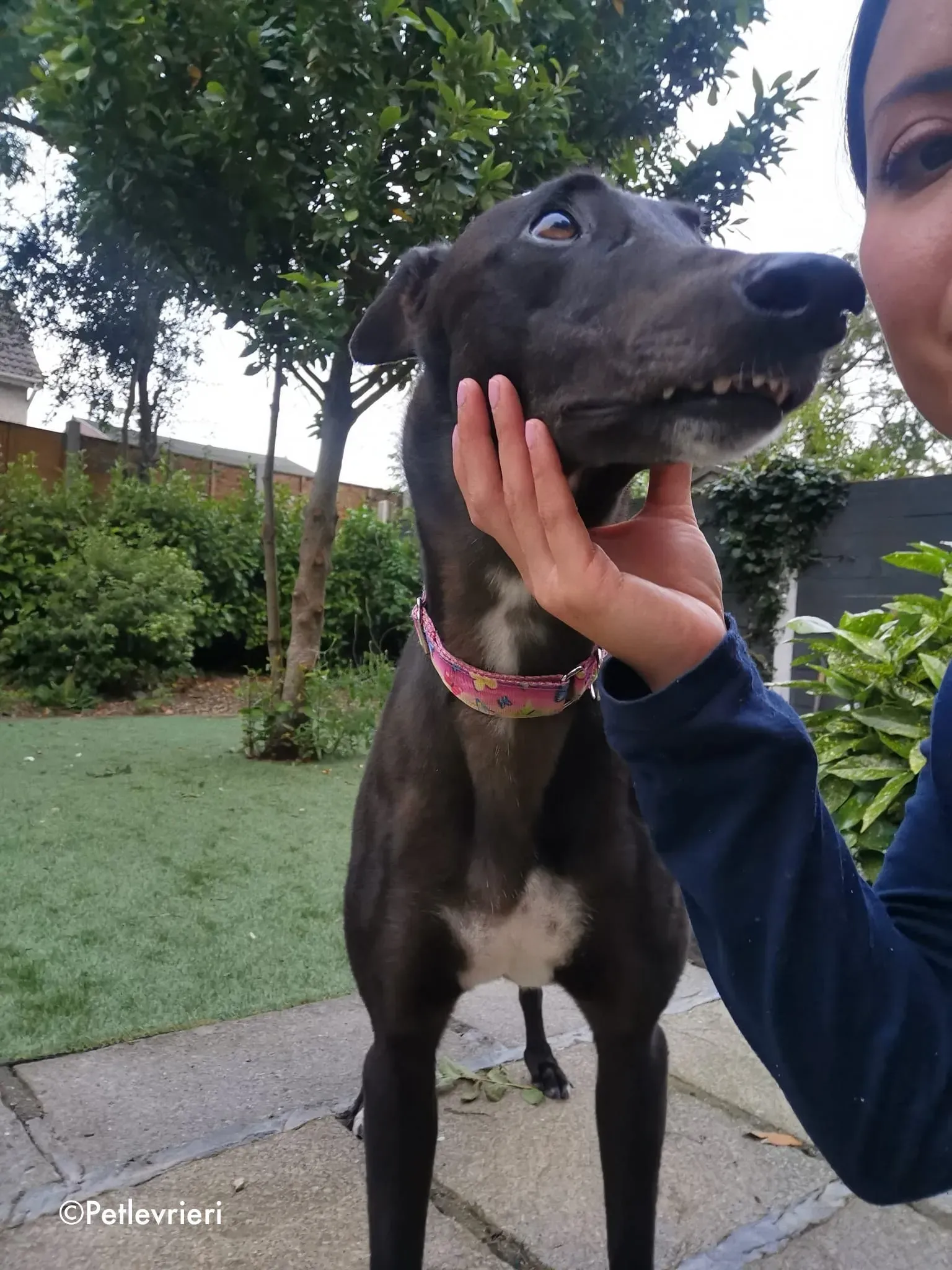 breeze adozione levrieri greyhound 15