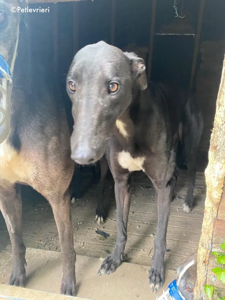 breeze adozione levrieri greyhound 5