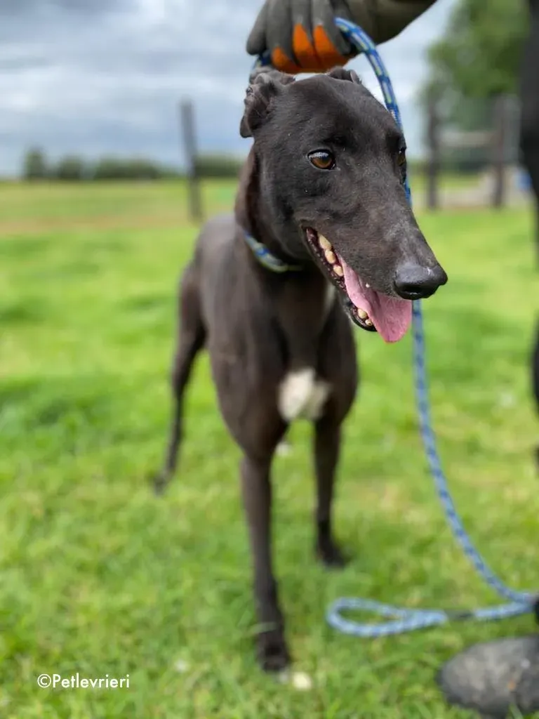 breeze adozione levrieri greyhound 17