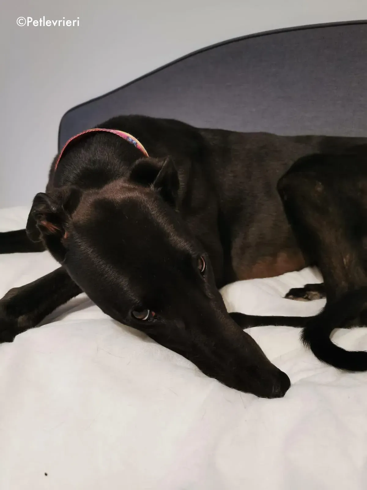 breeze adozione levrieri greyhound 6