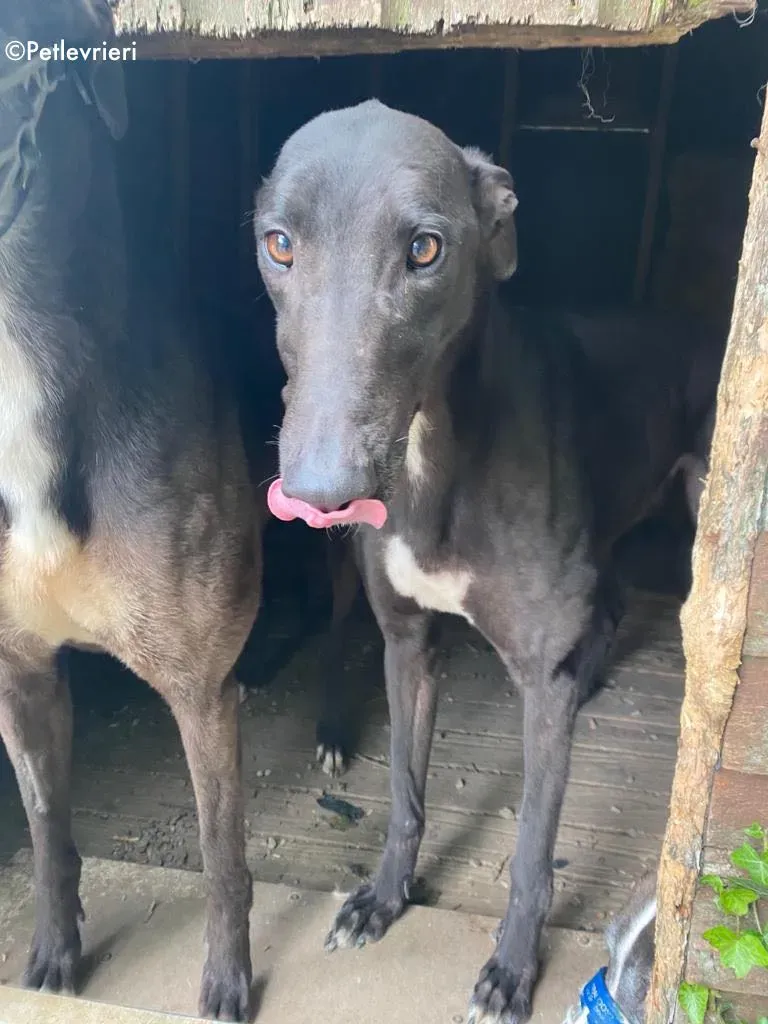 breeze adozione levrieri greyhound 6