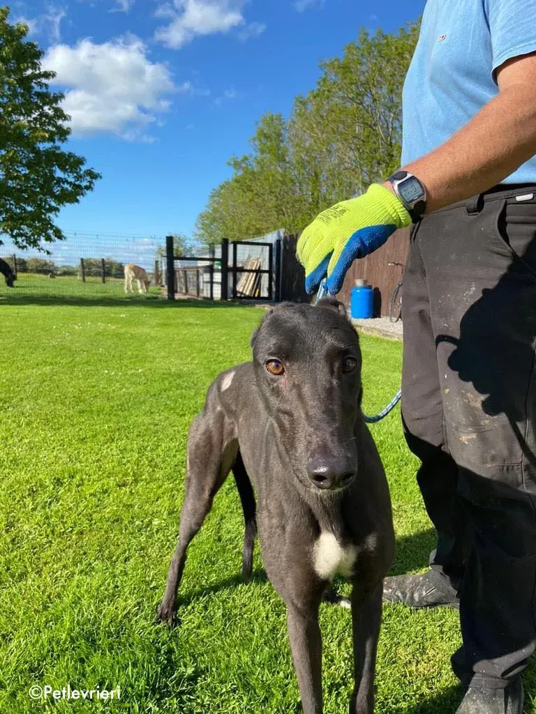 breeze adozione levrieri greyhound 1