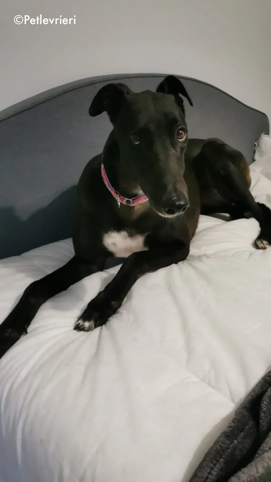 breeze adozione levrieri greyhound 7