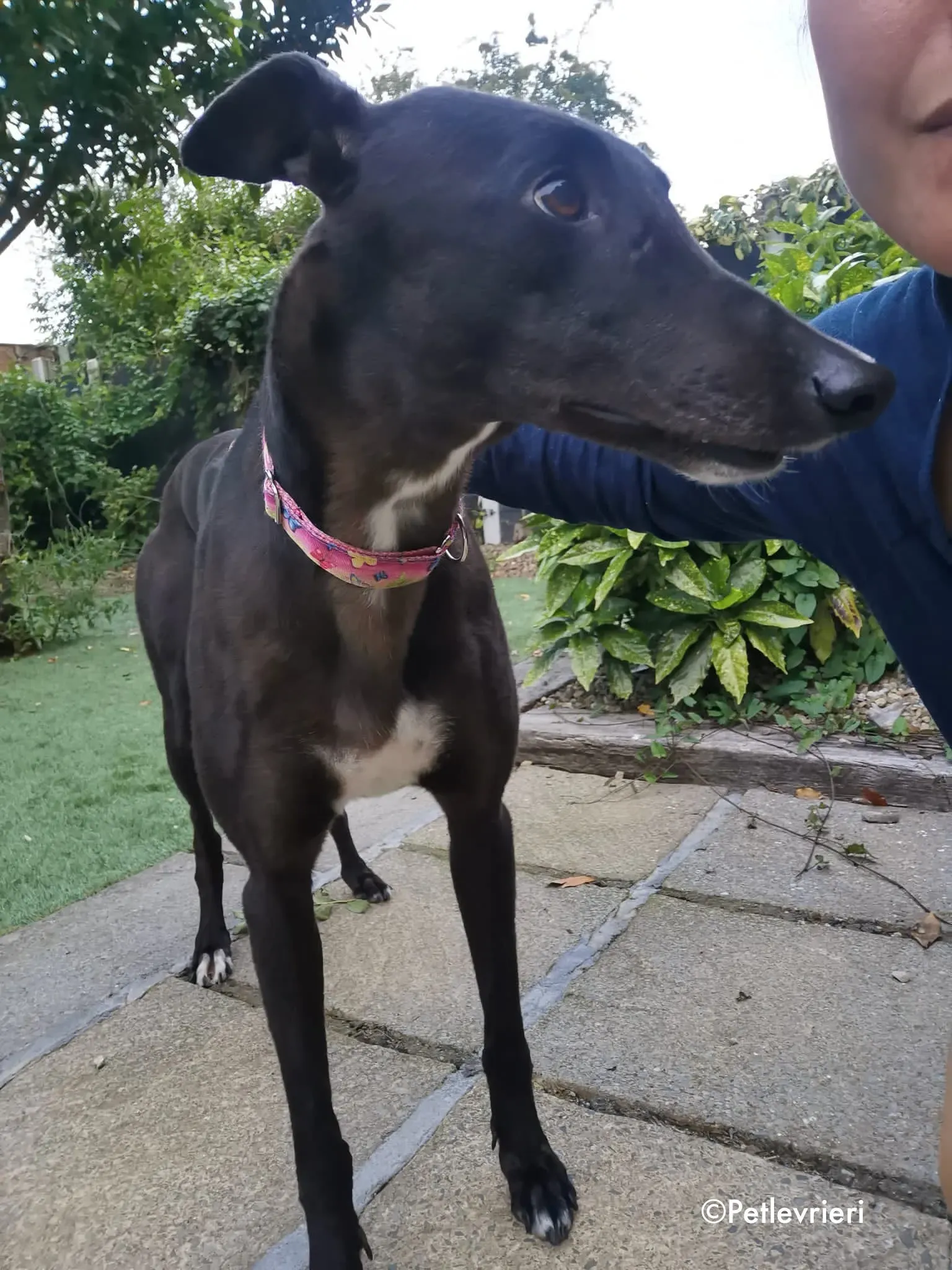 breeze adozione levrieri greyhound 8