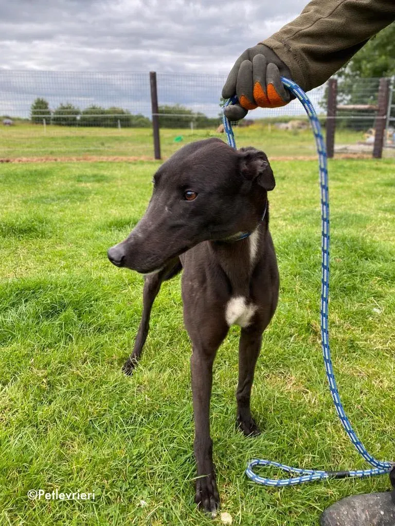 breeze adozione levrieri greyhound 22