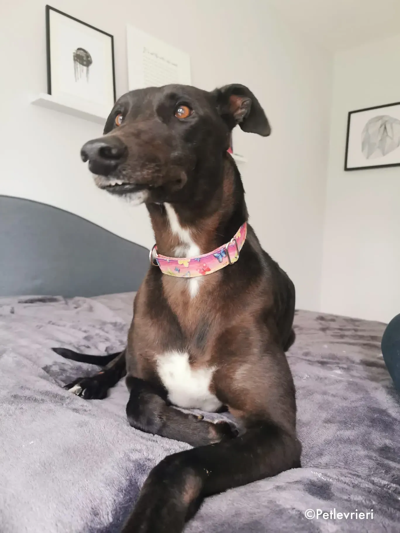 breeze adozione levrieri greyhound 9