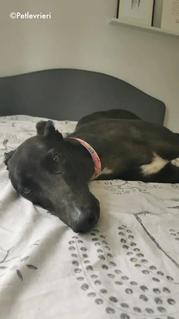 breeze adozione levrieri greyhound 2