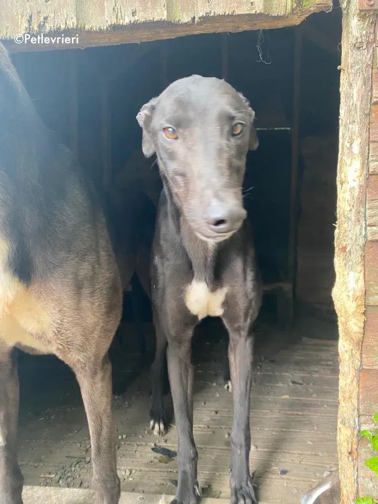 breeze adozione levrieri greyhound 2