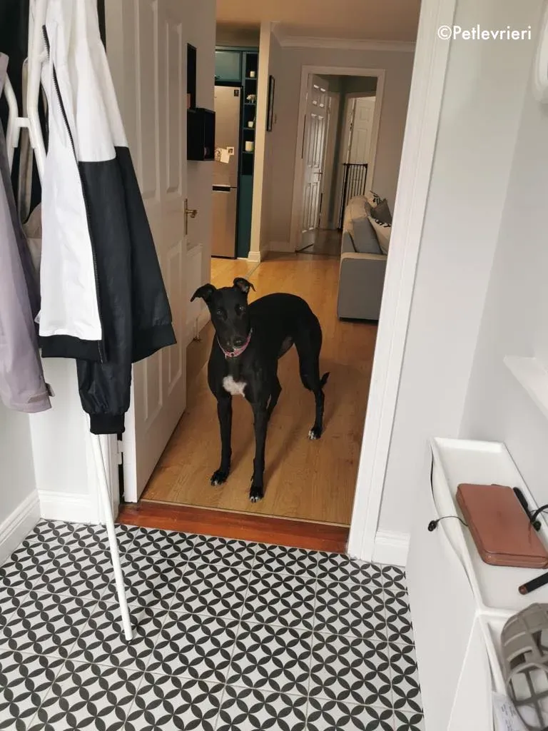 breeze adozione levrieri greyhound 5 1