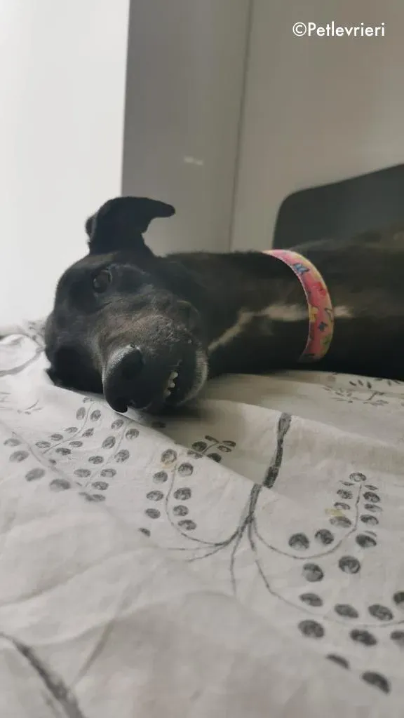 breeze adozione levrieri greyhound 3