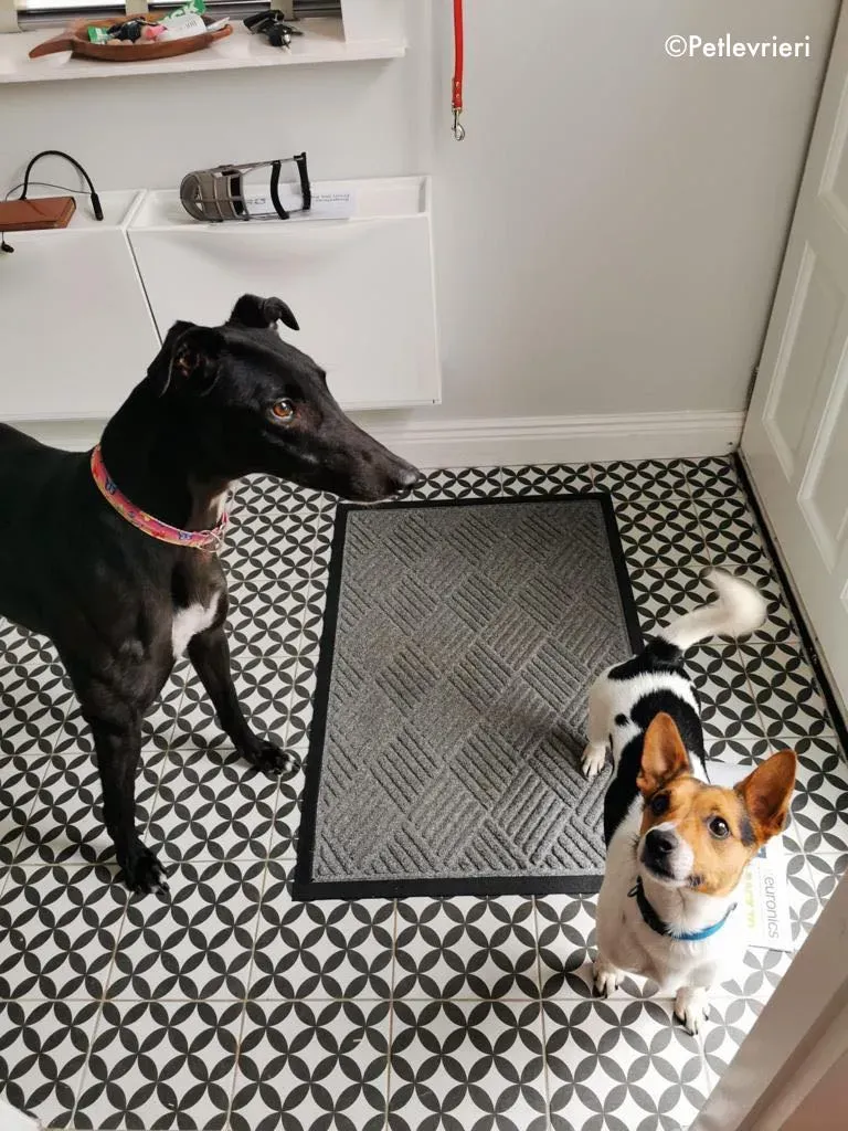 breeze adozione levrieri greyhound 6 1