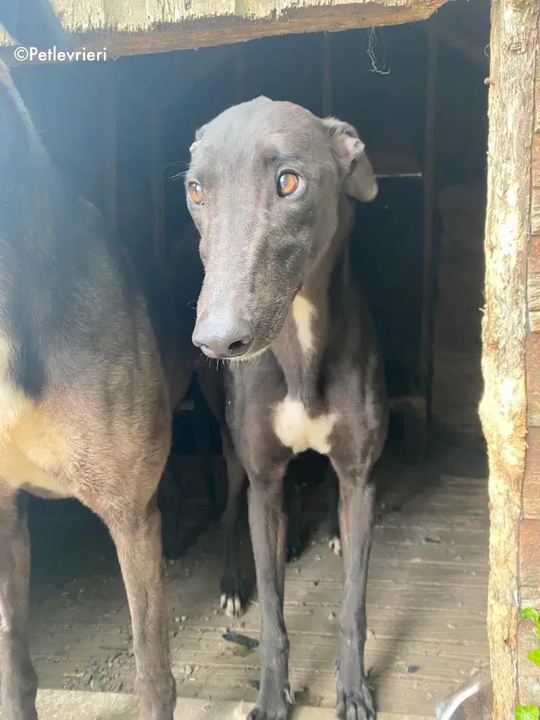 breeze adozione levrieri greyhound 3