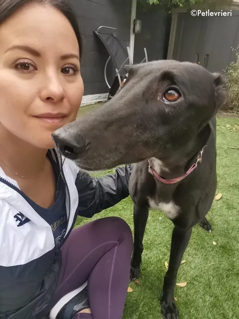 breeze adozione levrieri greyhound 7 1